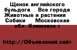 Щенок английского бульдога  - Все города Животные и растения » Собаки   . Московская обл.,Климовск г.